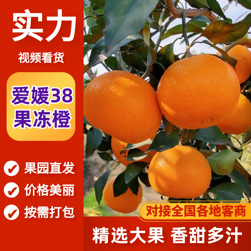 【实力】爱媛38号果冻橙爱媛橙果园直采对接电商市场