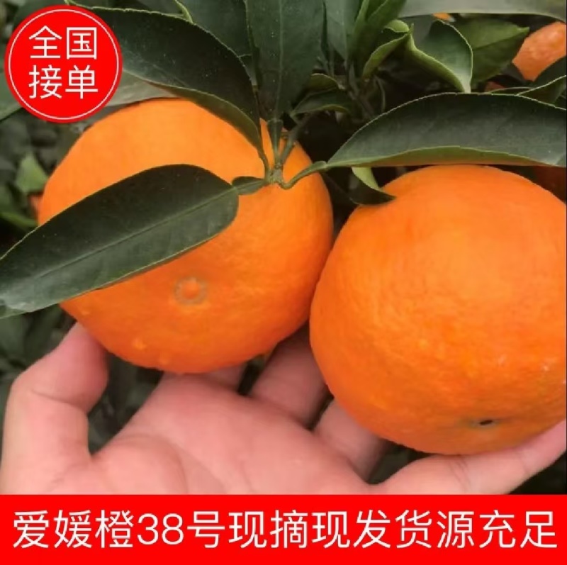 【热卖】爱媛橙橙子果园直采现摘现发皮薄多汁