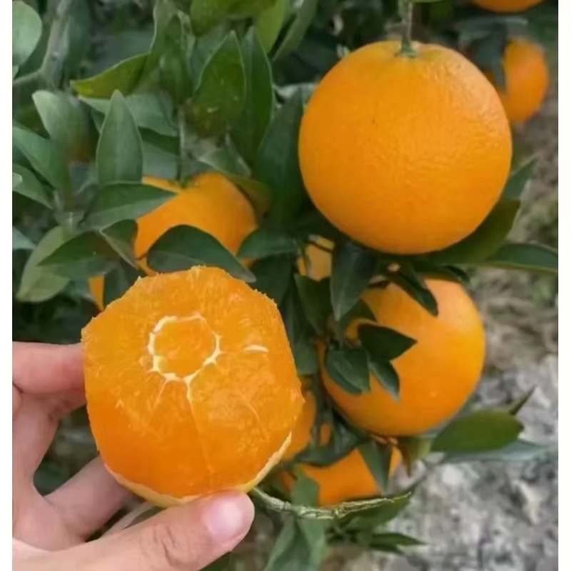 【实力】爱媛38号果冻橙产地直发皮薄多汁水分充足