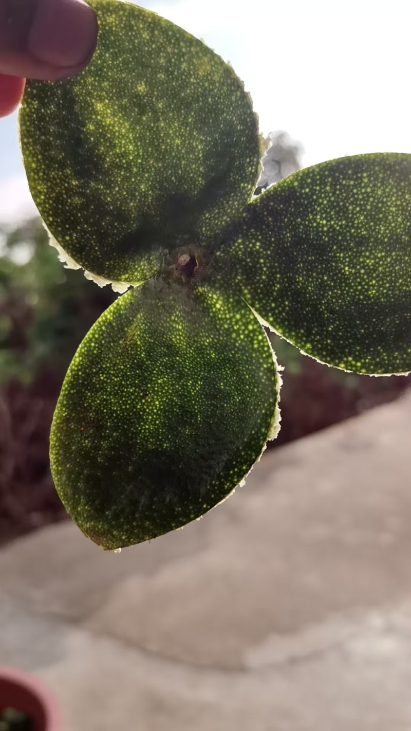 广西贵港中药材柑桔皮/青皮/量大价优/可煲汤/泡茶/欢迎咨询
