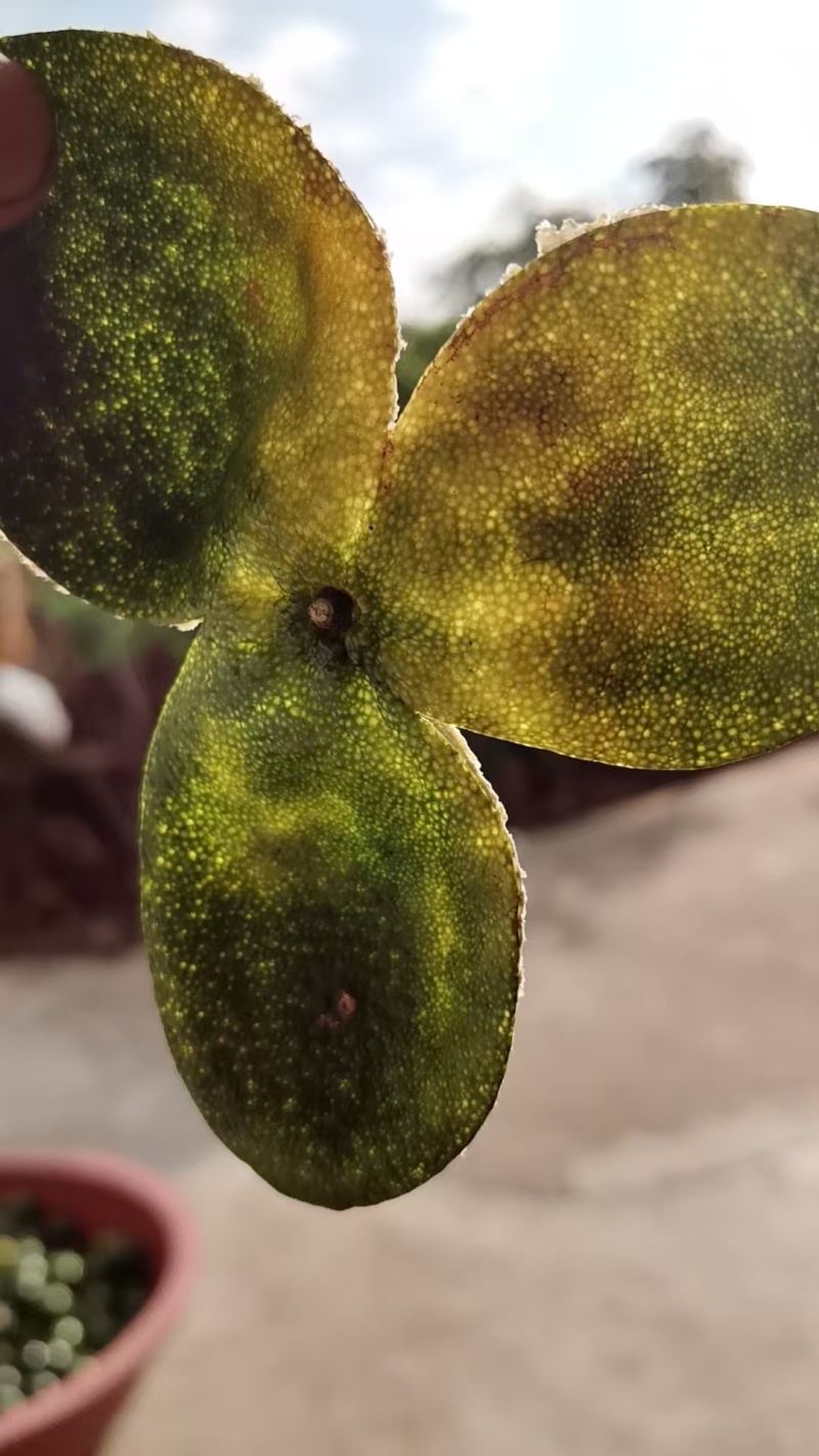 广西贵港中药材柑桔皮/青皮/量大价优/可煲汤/泡茶/欢迎咨询
