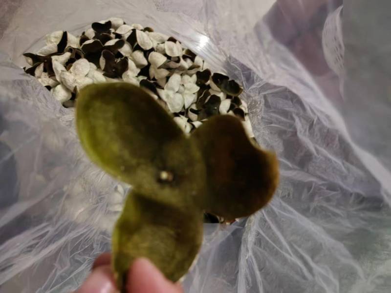 广西贵港中药材柑桔皮/青皮/量大价优/可煲汤/泡茶/欢迎咨询