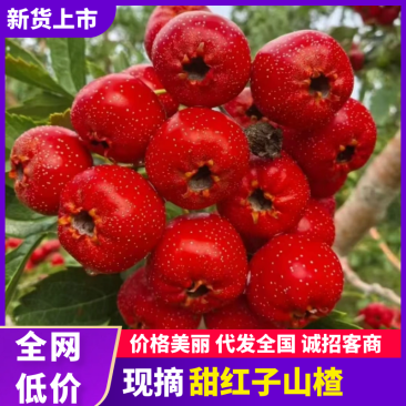 新泰南流泉甜红子山楂