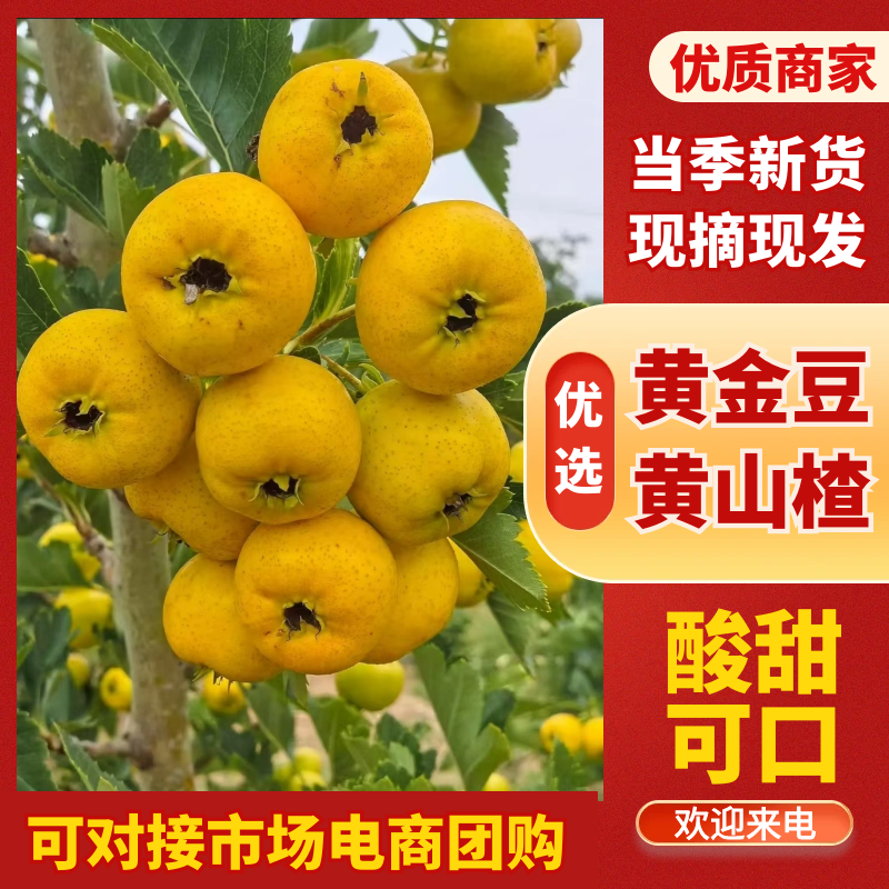 甜红子山楂，好吃不贵自产自销量大从优可视频看货对接全国