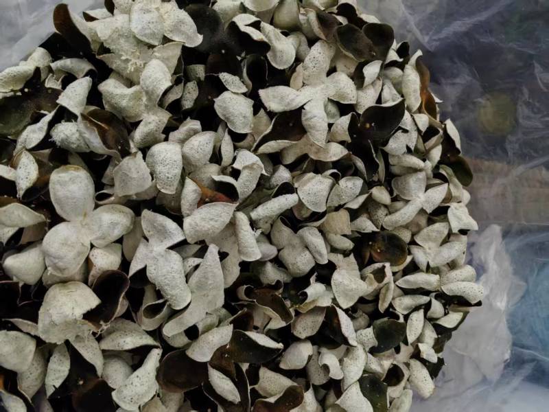 2024年冬后大红皮只只精品，品质保障赶快下单