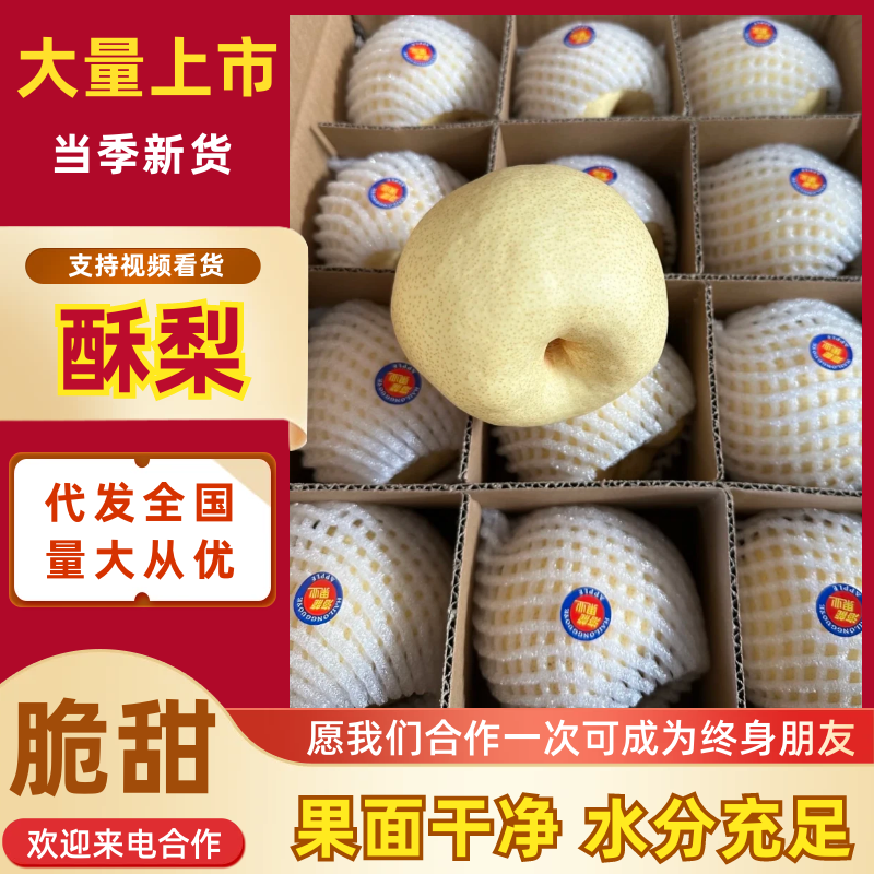 【山西酥梨】酥梨货源充足持续供应代发全国市场