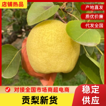 【放心购买】山西贡梨万荣酥梨汁水丰富量大从优