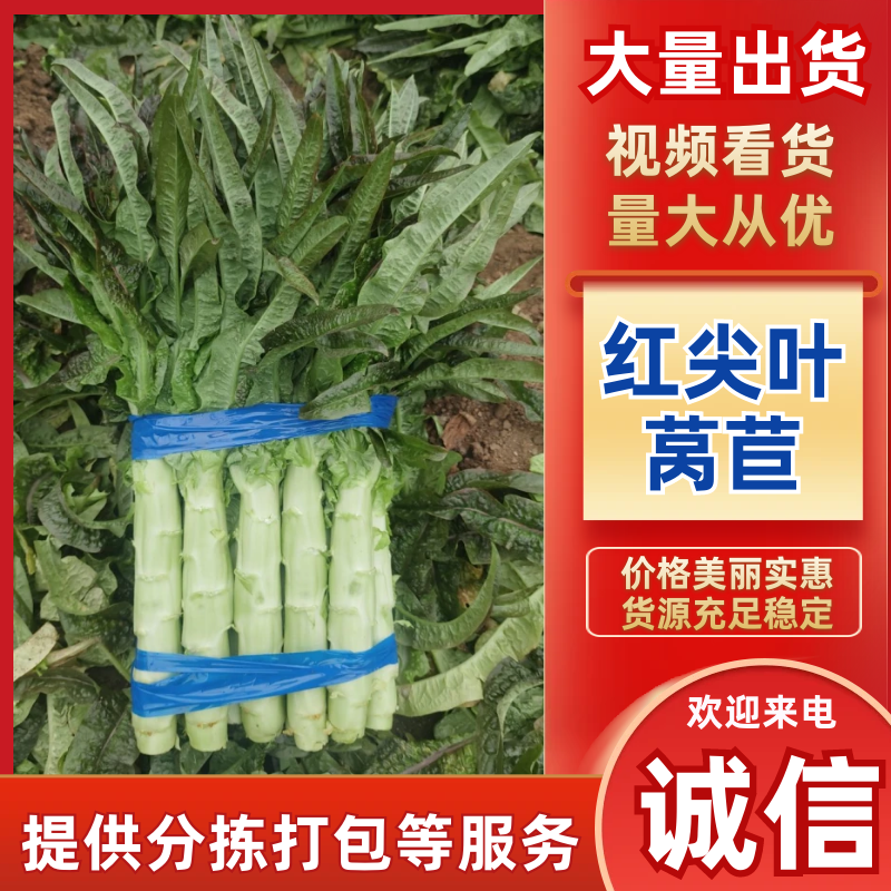 【海量货源】山东沂南精品莴笋红叶香莴苣大量上市欢迎采购