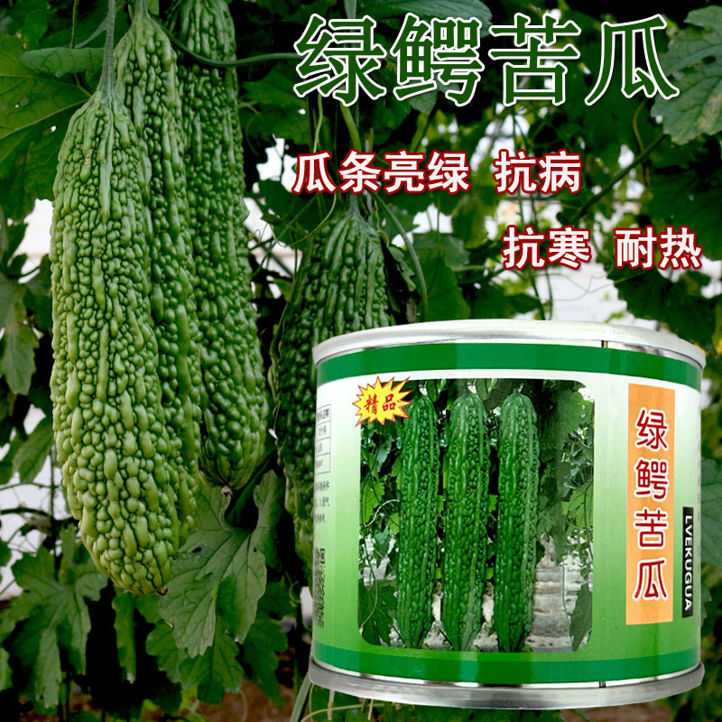 绿鳄苦瓜种子杂交早熟油绿色长棒苦瓜高端抗病耐寒耐热