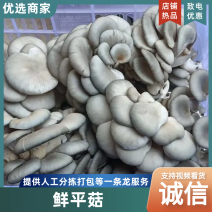 山东聊城鲜平菇基地直销量大质优价格优惠一手货源采购