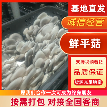 鲜平菇产地直销保质保量支持视频看货一手货源欢迎采购