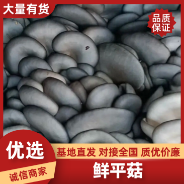 平菇鲜平菇基地供应量大质优价格优惠欢迎咨询采购