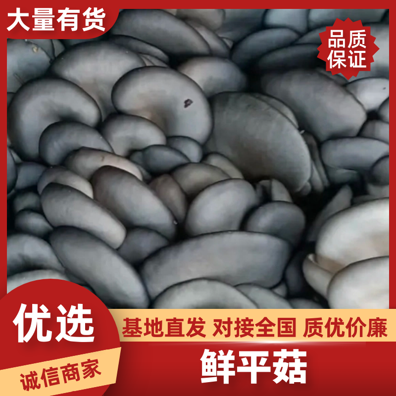 平菇鲜平菇基地供应量大质优价格优惠欢迎咨询采购