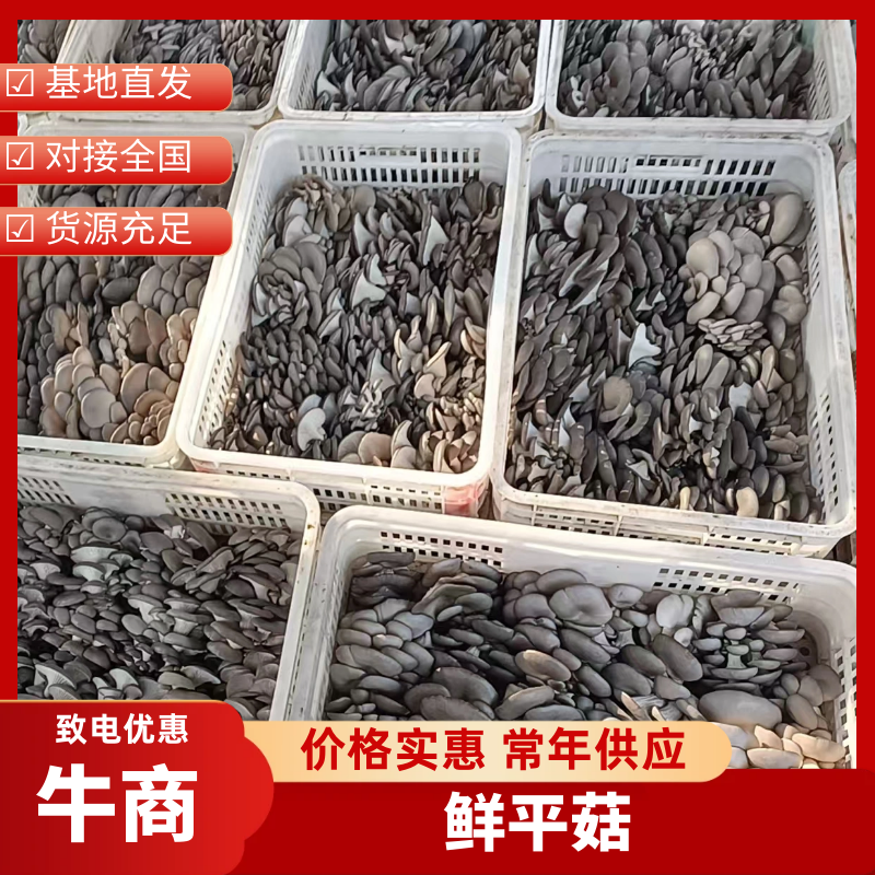鲜平菇基地大量供应一手货源欢迎咨询采购支持视频看货