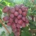 红提葡萄陕西渭南红提产地直发保质保量对接电商市场