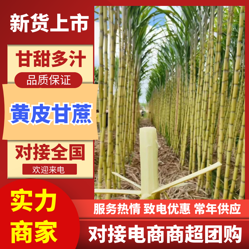 【云南甘蔗】云南黄皮甘蔗甜度高质量好支持视频实地看货