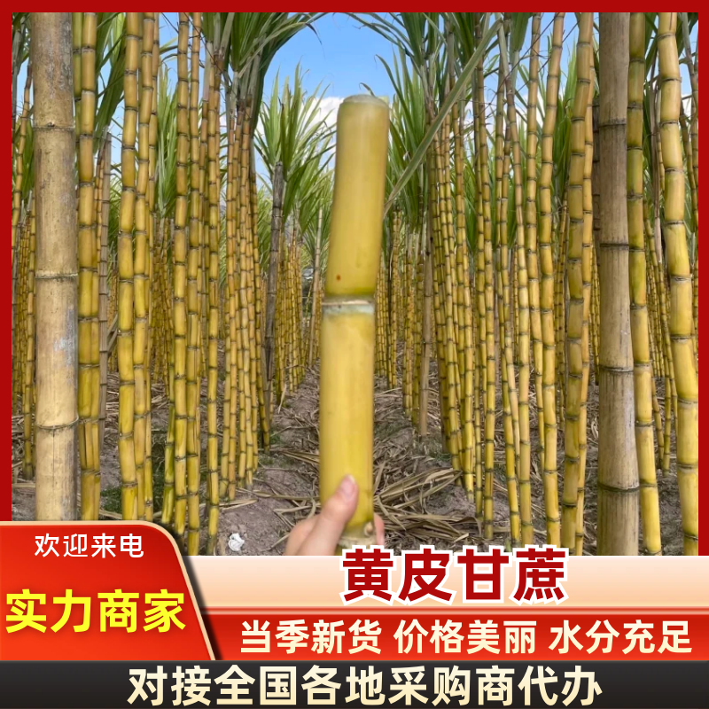 【热卖中】云南黄皮甘蔗海量货源可视频实地看货整车发货批发