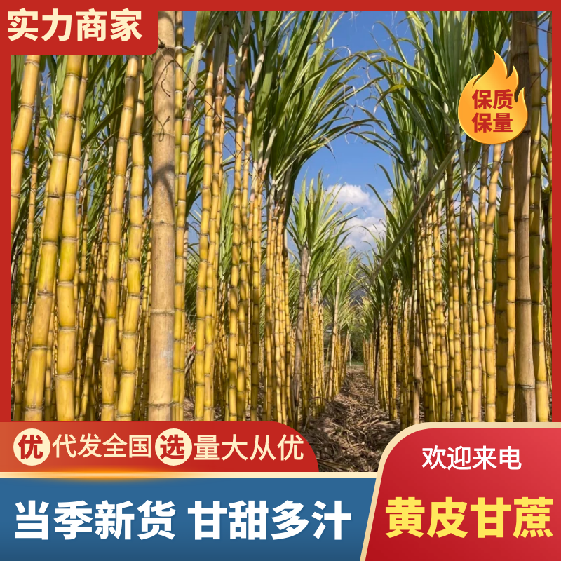 【放心购买】黄皮甘蔗云南甘蔗万亩基地持续供货量大从优