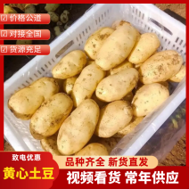云南黄皮黄心土豆希森实验v7沃土等对接电商市场出口