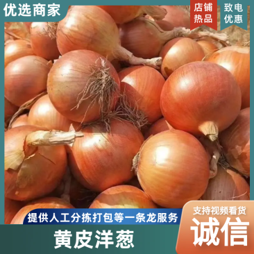 精品黄皮洋葱大量供应产地一手货源支持现场看货