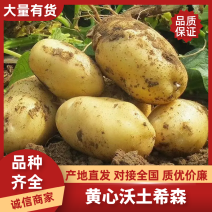 希森，v7,常磊，实验一，沃土，土豆黄心土豆大量有货