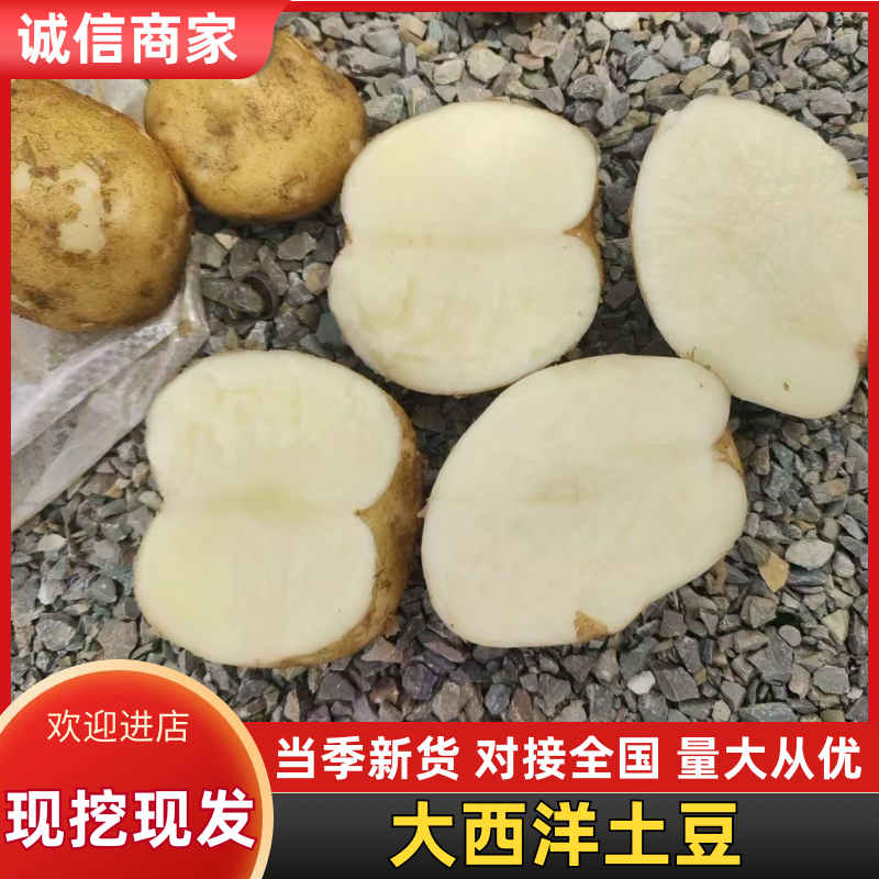 大西洋土豆精品黄皮白芯土豆产地直发一手货源保质保量