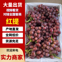 红提陕西红提葡萄口感香甜产地直发对接全国商超市场