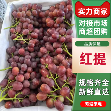 红提葡萄陕西渭南红提产地直发保质保量对接电商市场