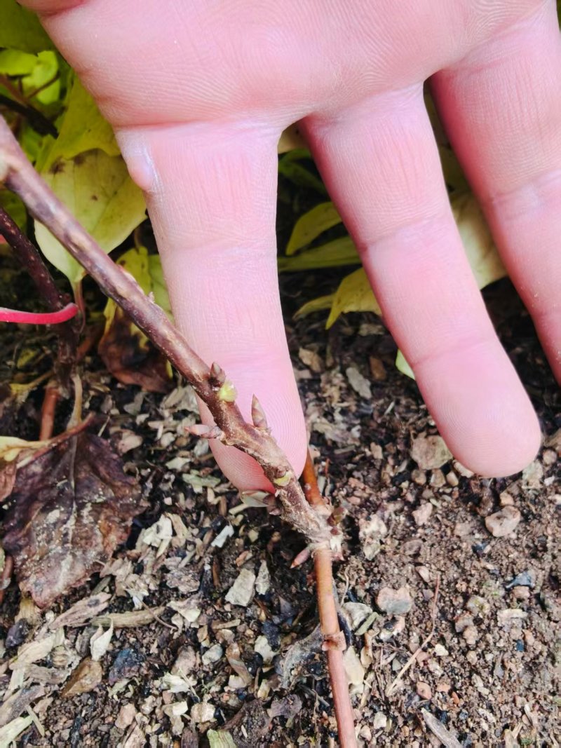 五味子苗植株粗壮，根系发达，芽眼饱满欢迎老板联系