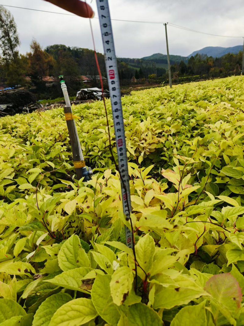 五味子苗植株粗壮，根系发达，芽眼饱满欢迎老板联系