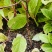 五味子苗植株粗壮，根系发达，芽眼饱满欢迎老板联系