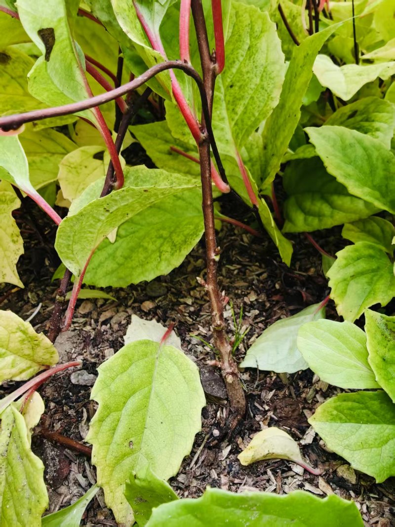 五味子苗植株粗壮，根系发达，芽眼饱满欢迎老板联系