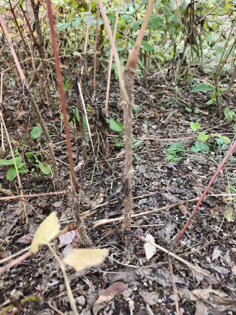 刺嫩芽苗刺嫩芽种子乌龙头苗