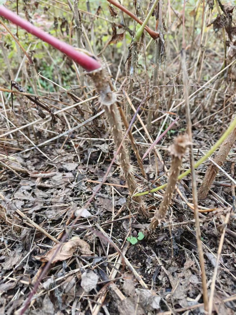 刺嫩芽苗刺嫩芽种子乌龙头苗