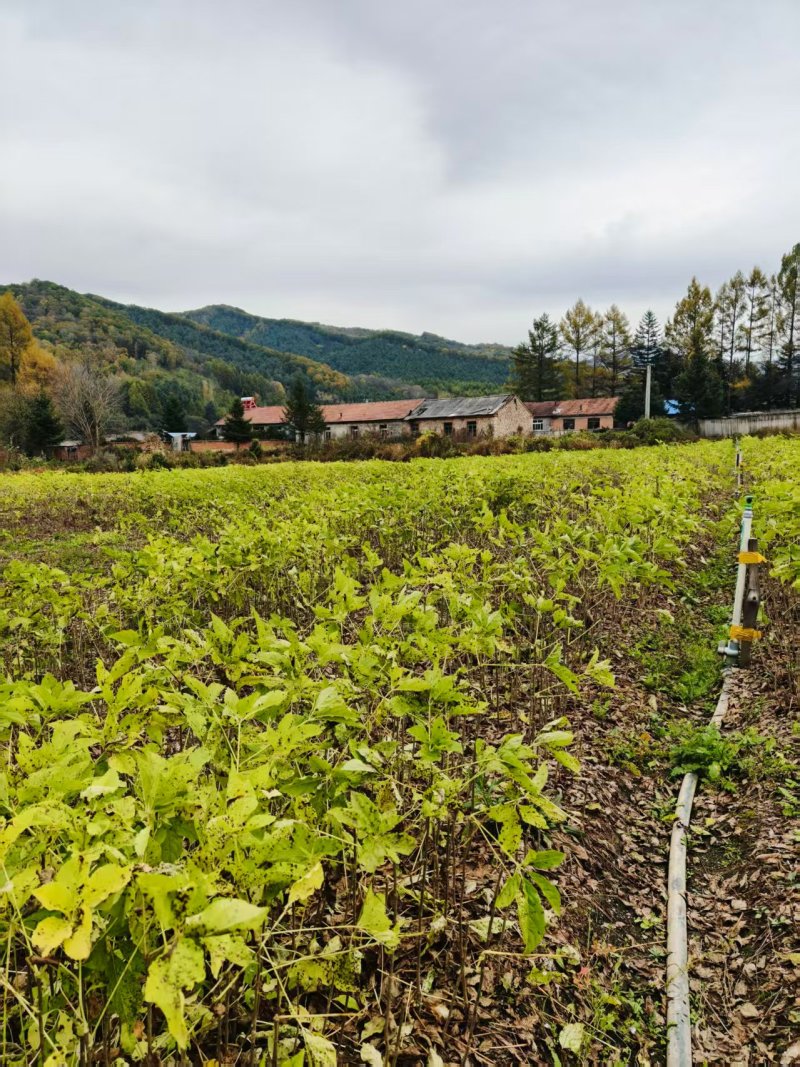刺五加苗短梗刺五加长梗刺五加，品种好出苗壮