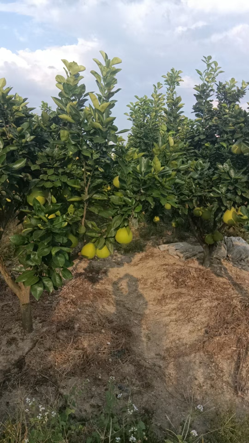 安江冰糖柚，当季现货，新鲜现摘，量大从优欢迎来电洽谈！