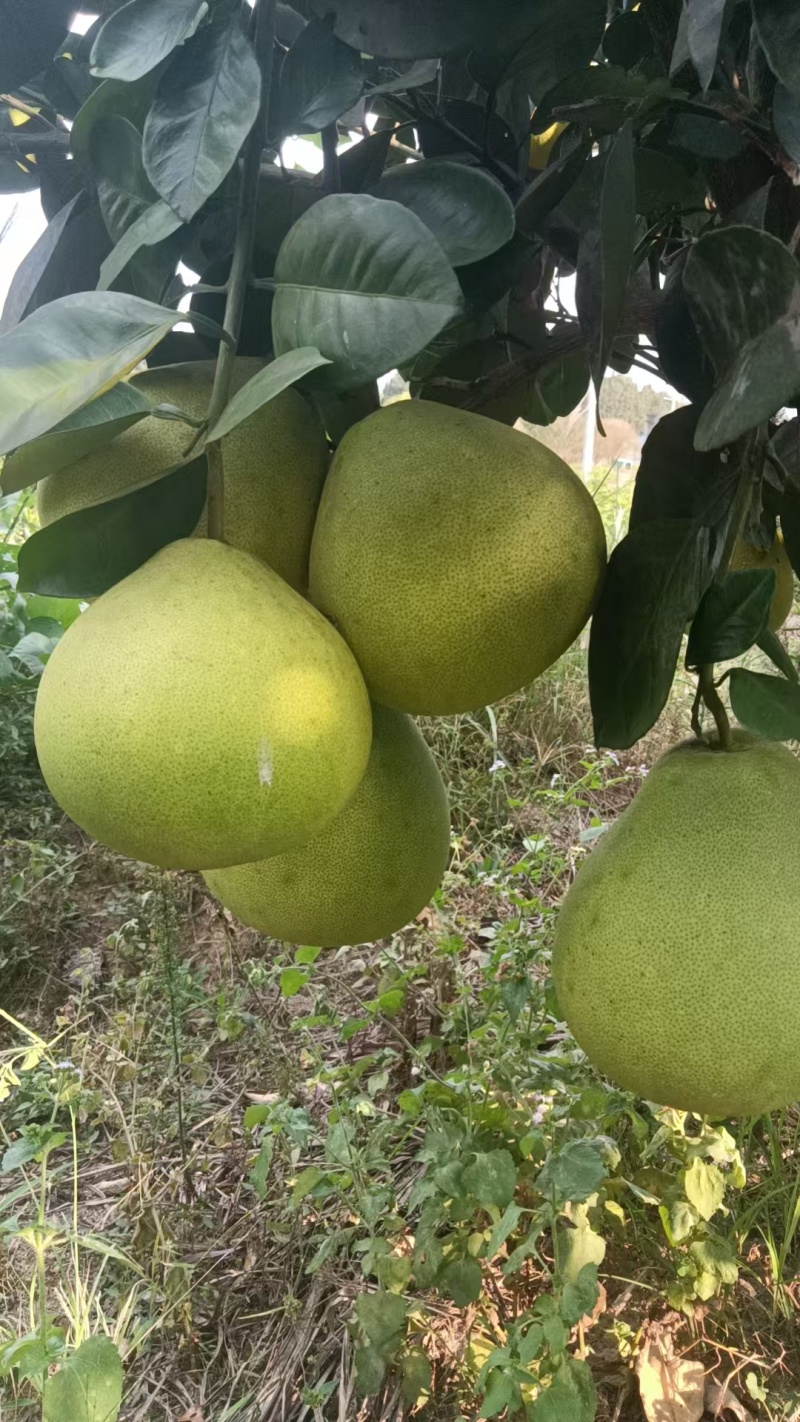 安江冰糖柚，当季现货，新鲜现摘，量大从优欢迎来电洽谈！