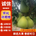 安江冰糖柚，当季现货，新鲜现摘，量大从优欢迎来电洽谈！