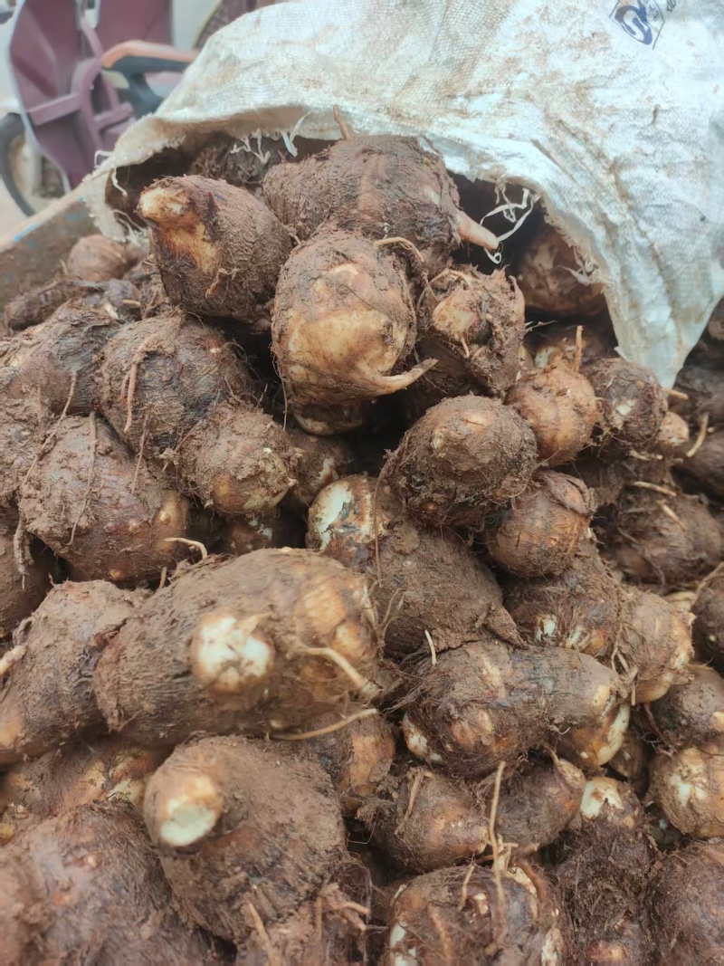 豆包芋头山东芋头产地直发品质保障对接全国商超市场等