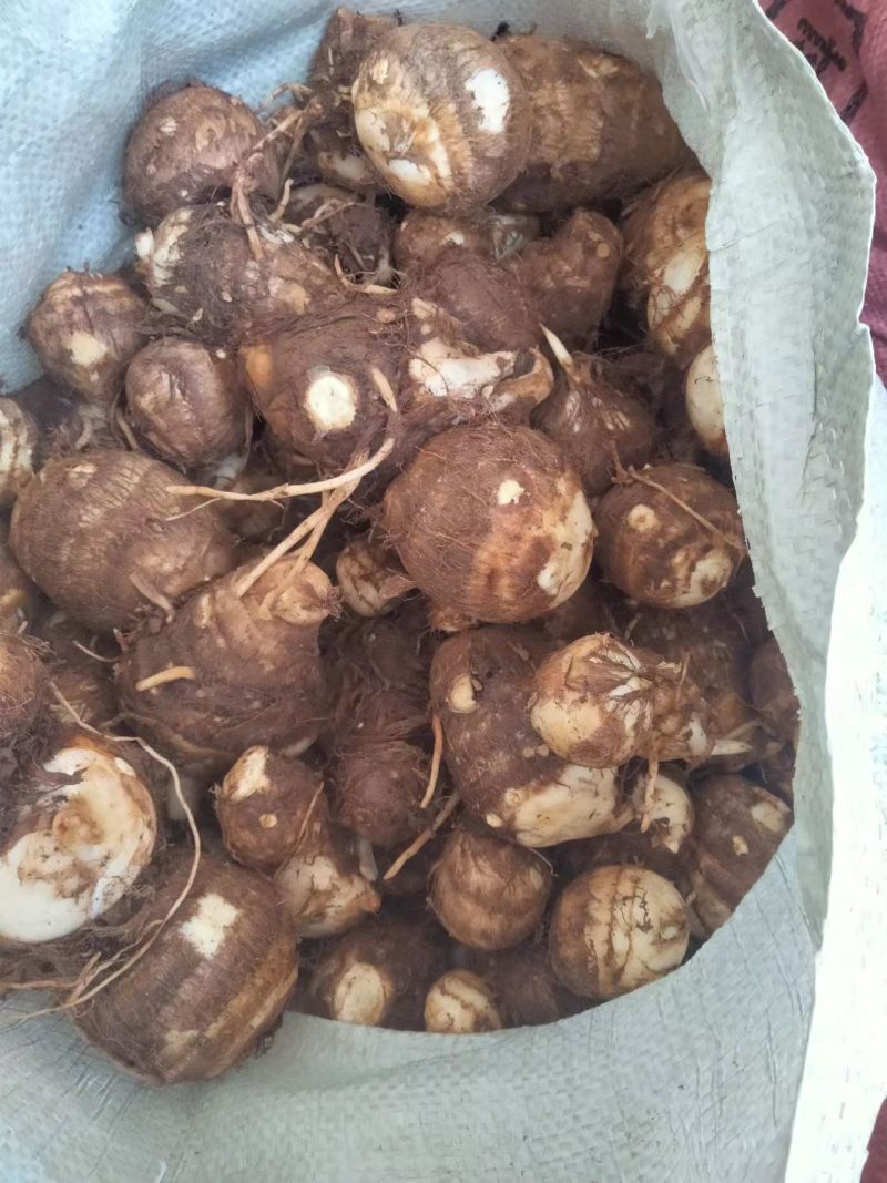 豆包芋头山东芋头产地直发品质保障对接全国商超市场等