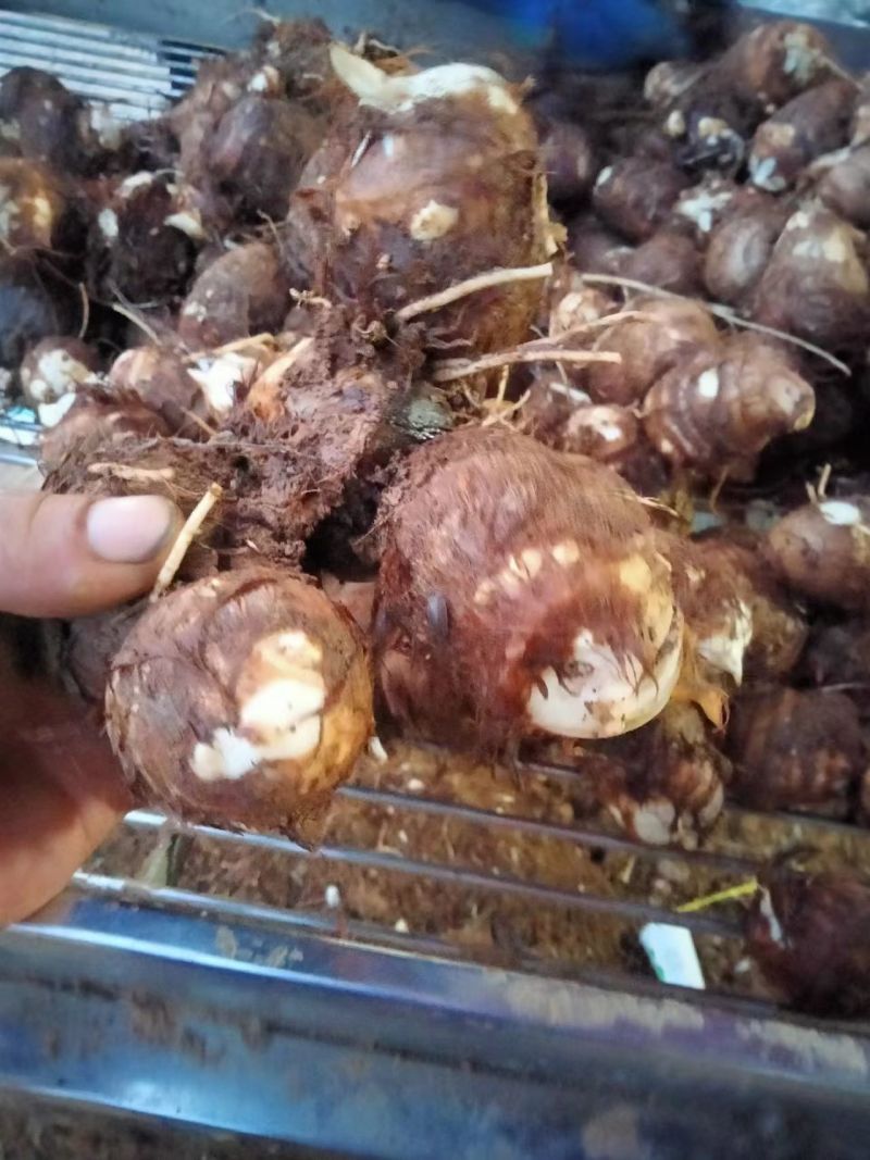 豆包芋头山东芋头产地直发品质保障对接全国商超市场等