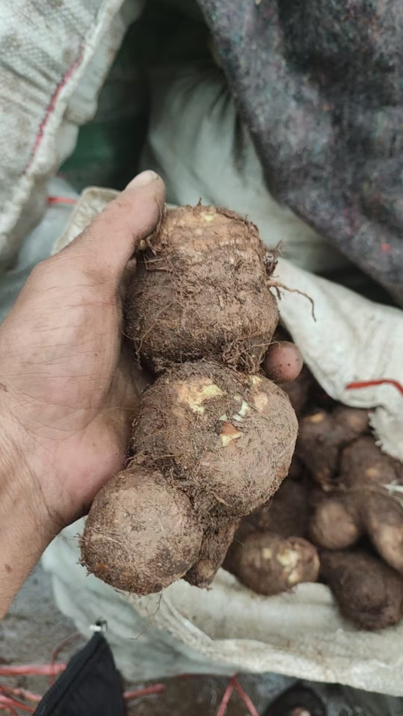豆包芋头山东芋头产地直发品质保障对接全国商超市场等