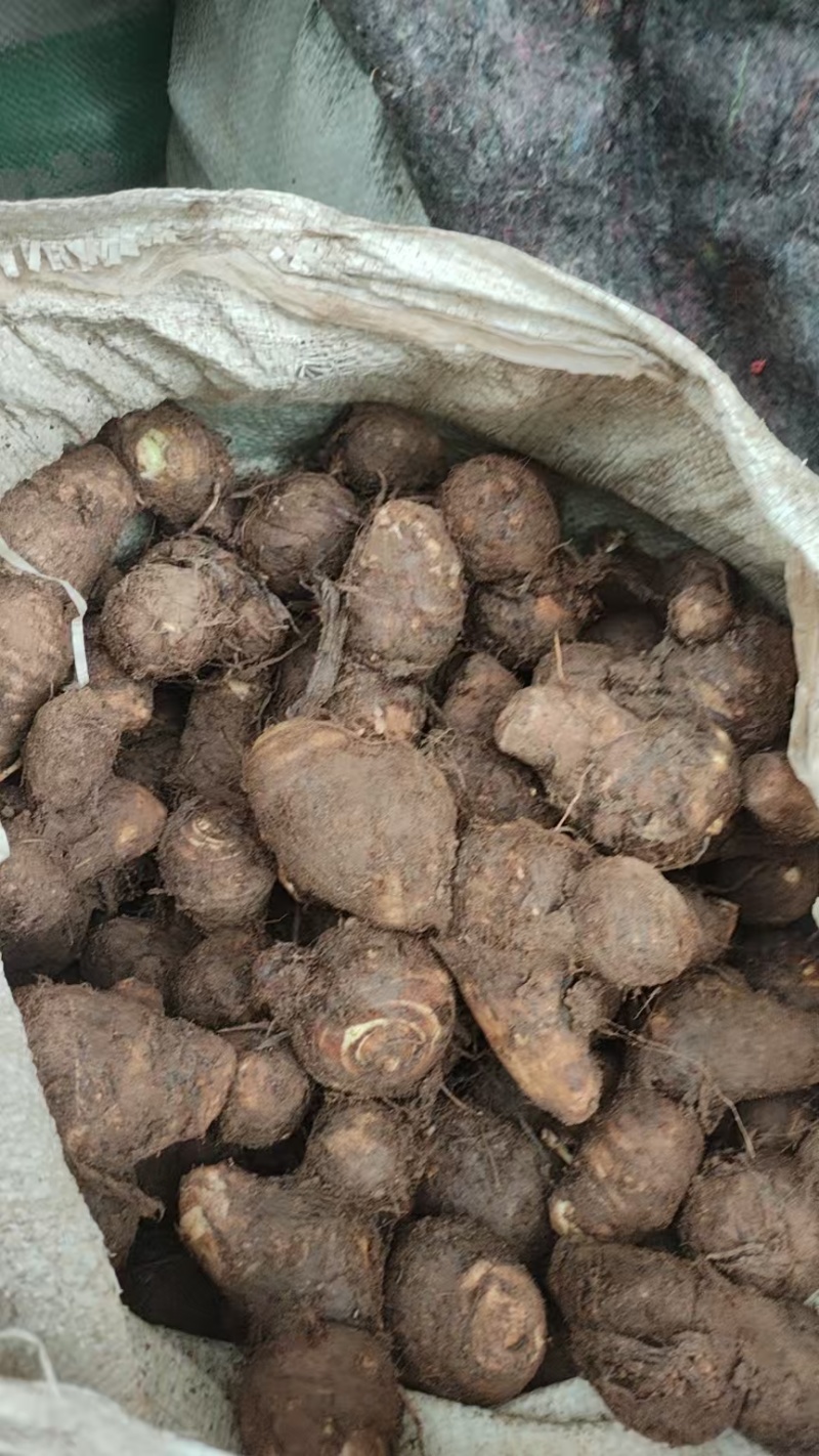 豆包芋头山东芋头产地直发品质保障对接全国商超市场等