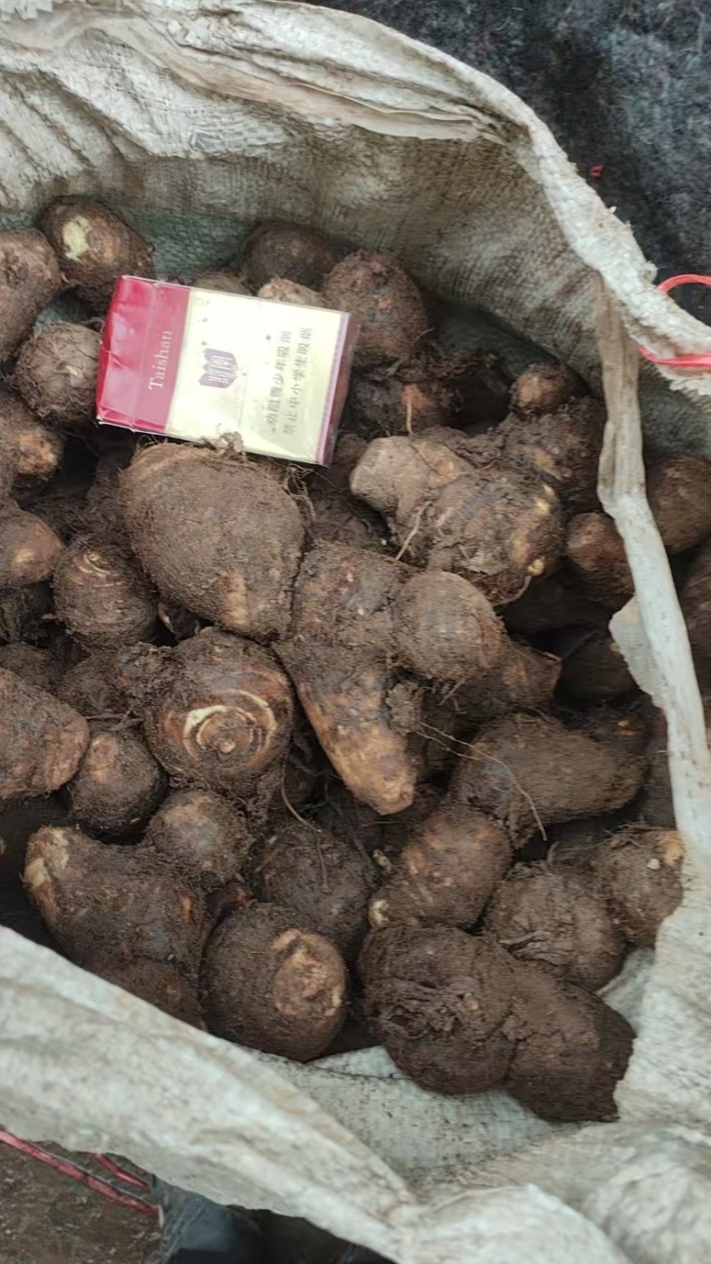 豆包芋头山东芋头产地直发品质保障对接全国商超市场等