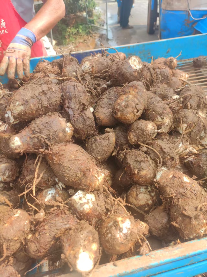 豆包芋头山东芋头产地直发品质保障对接全国商超市场等