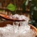拉丝雪燕一手货源大量现货批发雪燕粉、雪燕碎尾货处理