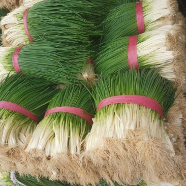 小葱大量上市产地一手货源保质保量量大从优