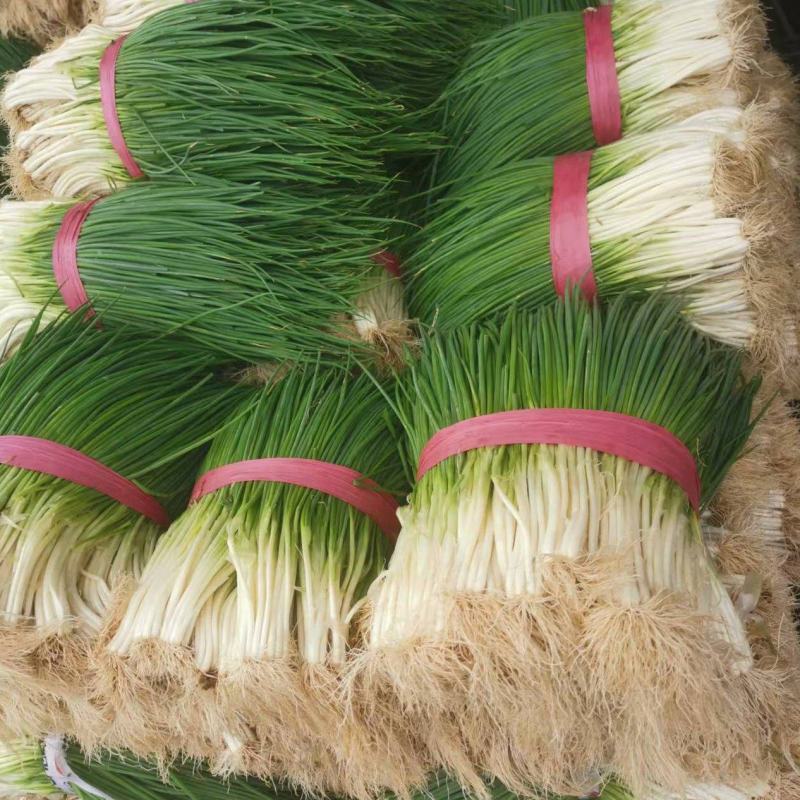 小葱大量上市产地一手货源保质保量量大从优