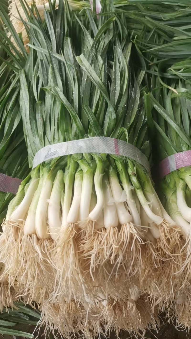 小葱大量上市产地一手货源保质保量量大从优