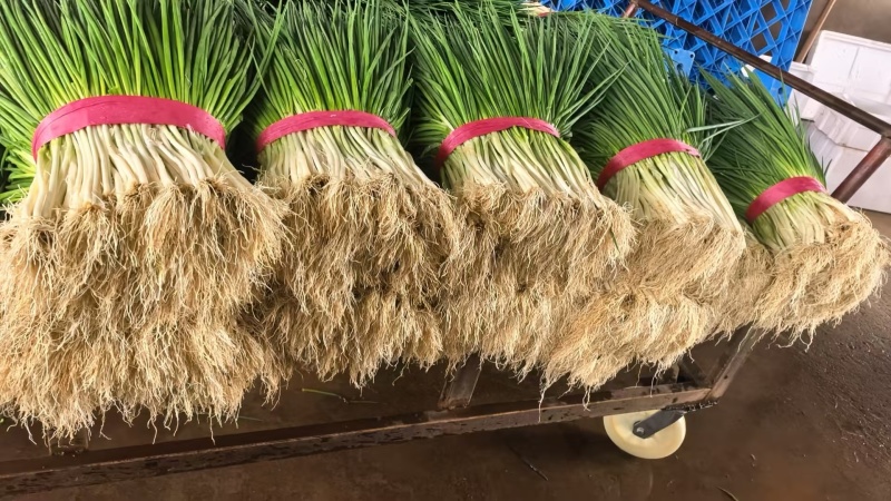 小葱大量上市产地一手货源保质保量量大从优
